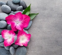 Arrangement de spa zen avec des fleurs roses et des pierres