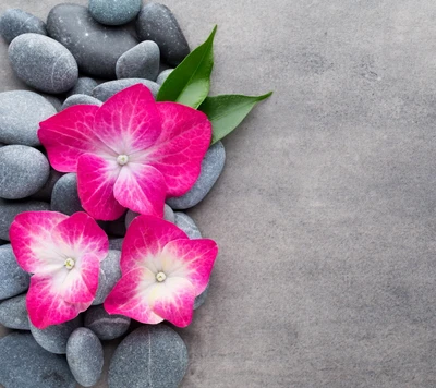 Zen-Spa-Anordnung mit rosa Blumen und Steinen