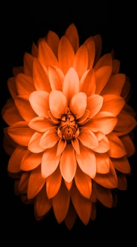 flower, i phone 6, lotus, orange wallpaper