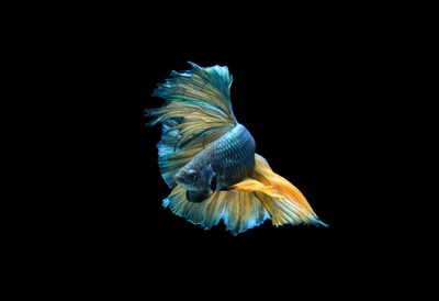 Vibrant Betta Fish with Flowing Fins Against a Dark Background