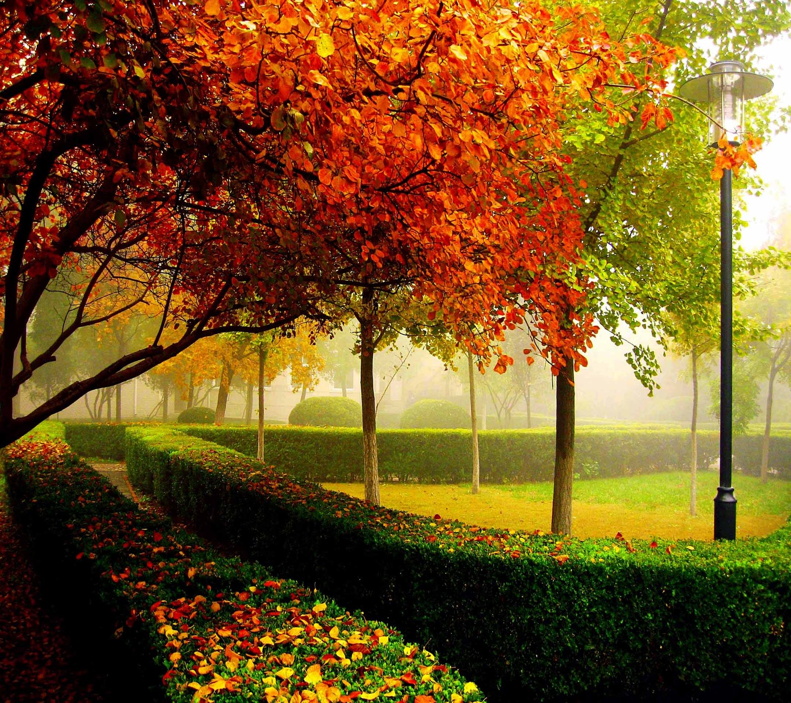 Des arbres et des buissons dans un parc avec un lampadaire et un lampadaire (automne, parc)