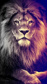 lion, king, land, black, face wallpaper