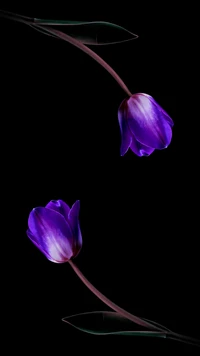 purple, tulips wallpaper