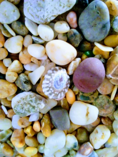 Piedras de playa coloridas y conchas en una orilla arenosa