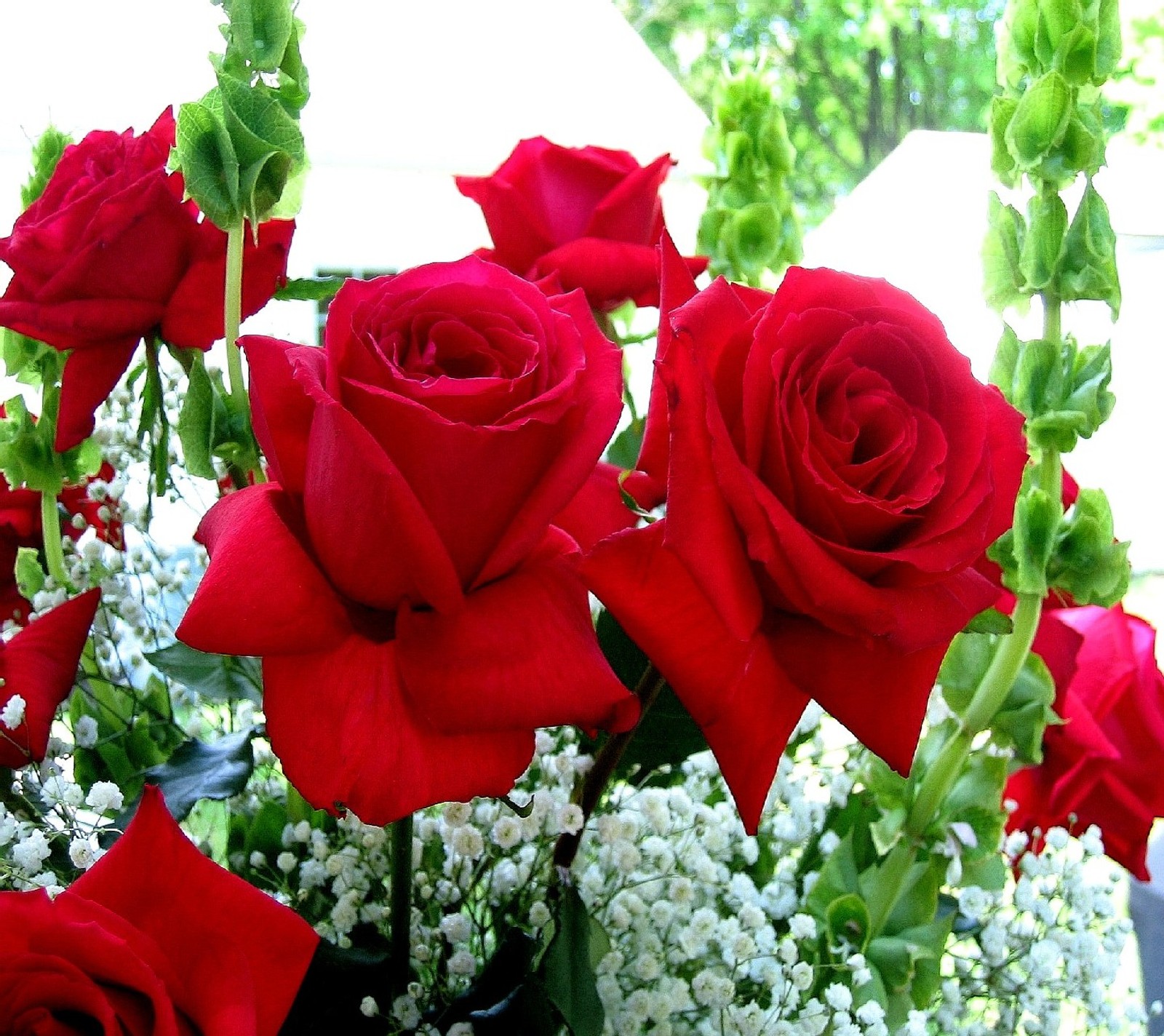 There are many red roses in a vase with baby's breath (nature)