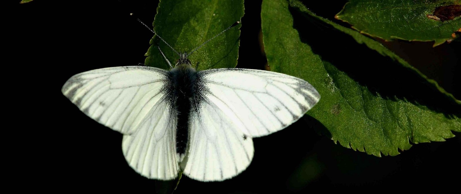 Un papillon blanc est assis sur une feuille (insecte, pieridae, papillons de nuit et papillons, papillon, invertébré)