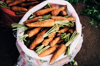 Cenouras recém-colhidas em um saco trançado, exibindo sua cor vibrante e folhas verdes.