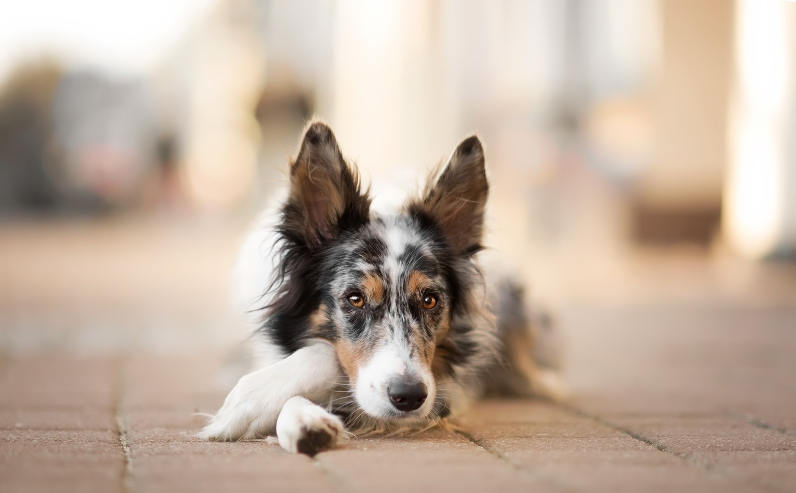 Собака лежит на земле (собака, австралийская овчарка, бордер колли, border collie, шершавая колли)