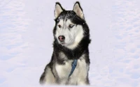 sakhalin husky, miniatur sibirischer husky, tamaskan hund, westsibirische laika, west siberian laika