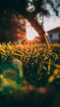 Sunlit Grass and Branches in a Natural Landscape