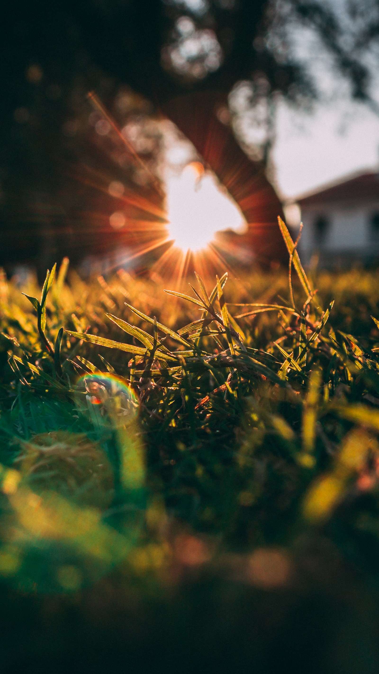 Un gros plan d'un champ de gazon avec le soleil passant à travers les arbres (nature, atmosphère, plante, branche, bois)