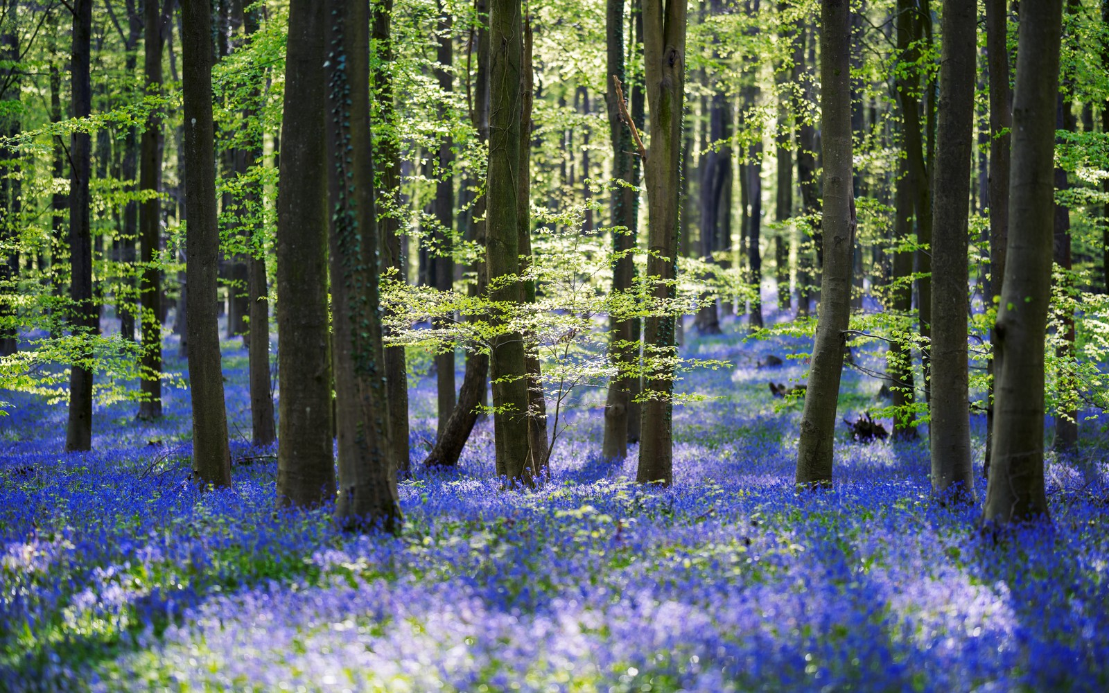 A close up of a forest with blue flowers in the middle (forest, woods, trees, green leaves, purple flowers)