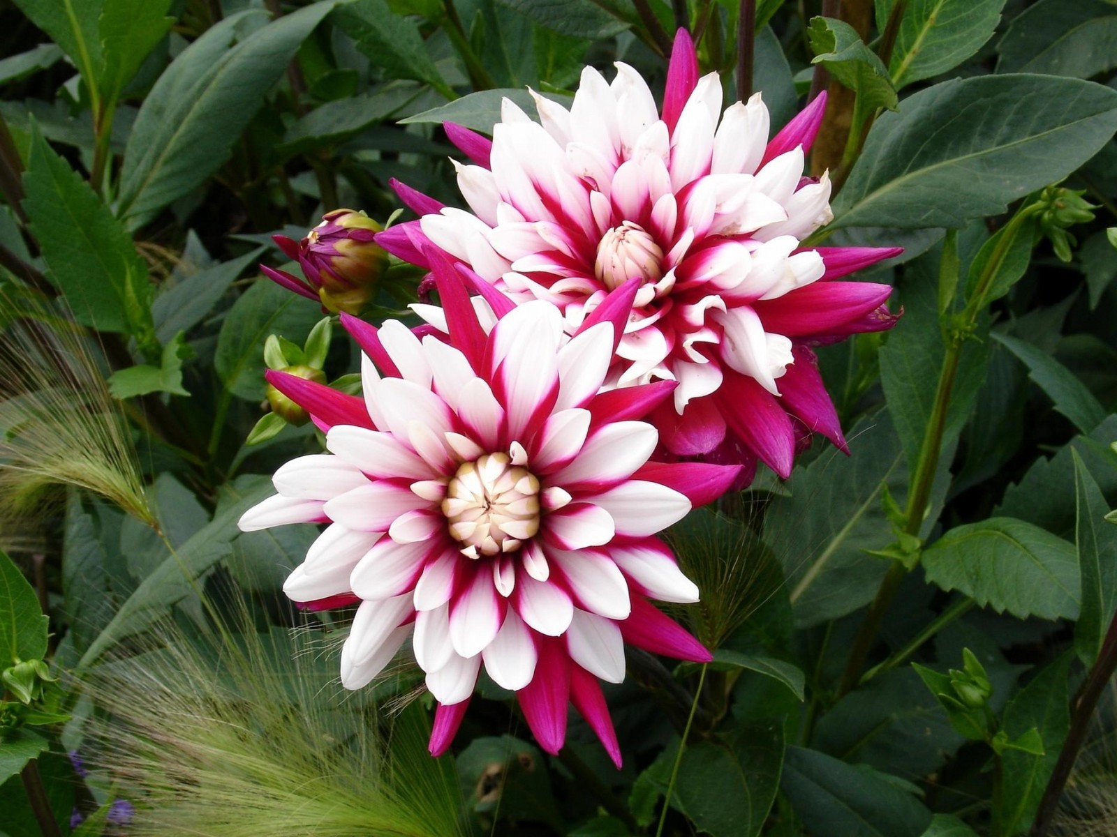 Il y a deux fleurs roses et blanches dans un jardin (plante à fleurs, plante annuelle, plante vivace, jardin, blume)