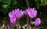 crocus, planta floreciendo, familia iris, jardín de flores, planta