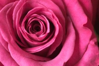 Nahaufnahme einer blühenden rosa Rose