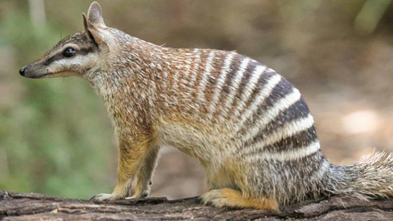 Маленькое животное сидит на бревне в лесу (земляной сурикат, валлаби, wallaby, вымирающие виды, наземное животное)