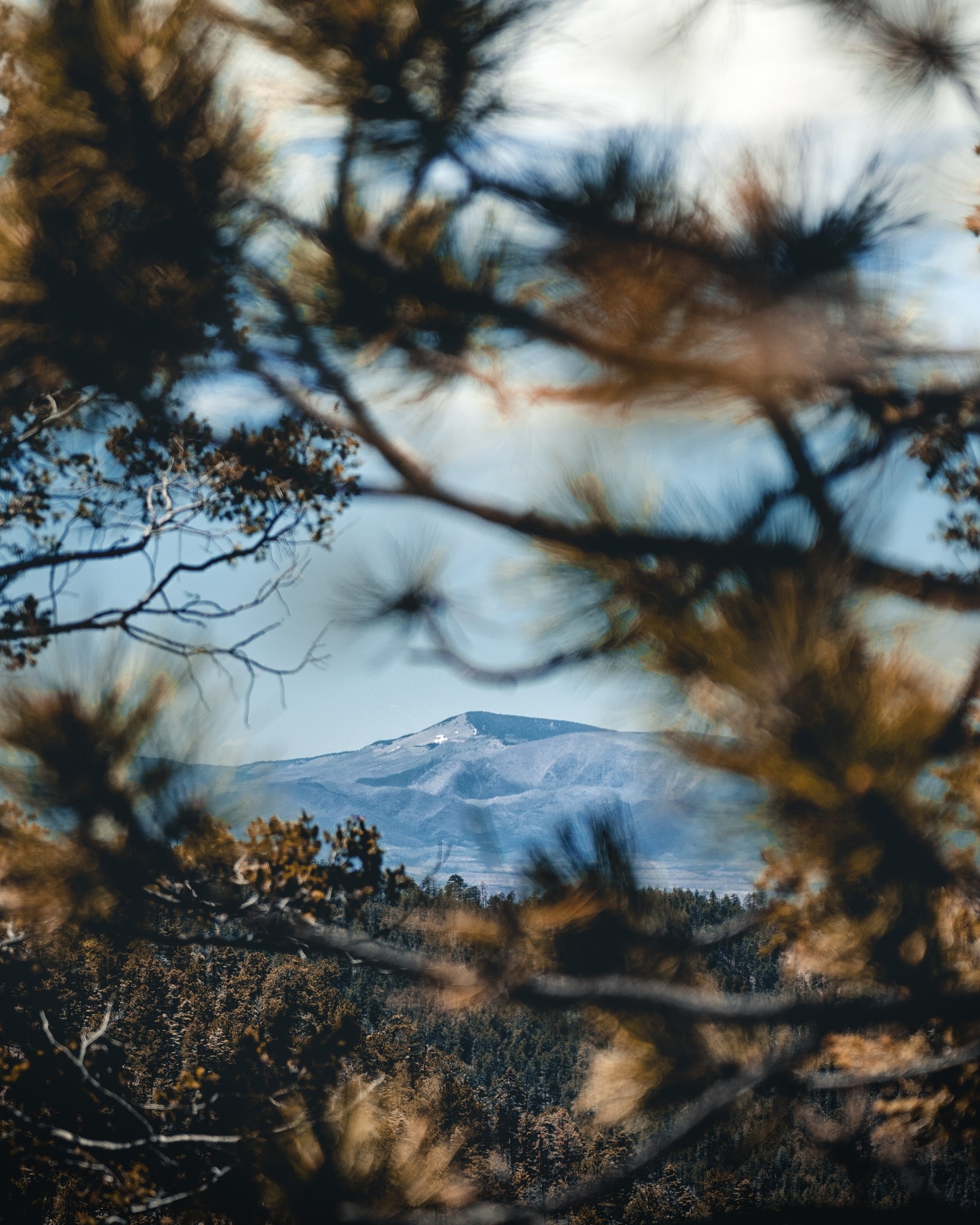 Une vue d'une montagne à travers un pin avec un ciel en arrière-plan. (réflexion, sauvage, paysage naturel, nature, plante ligneuse)