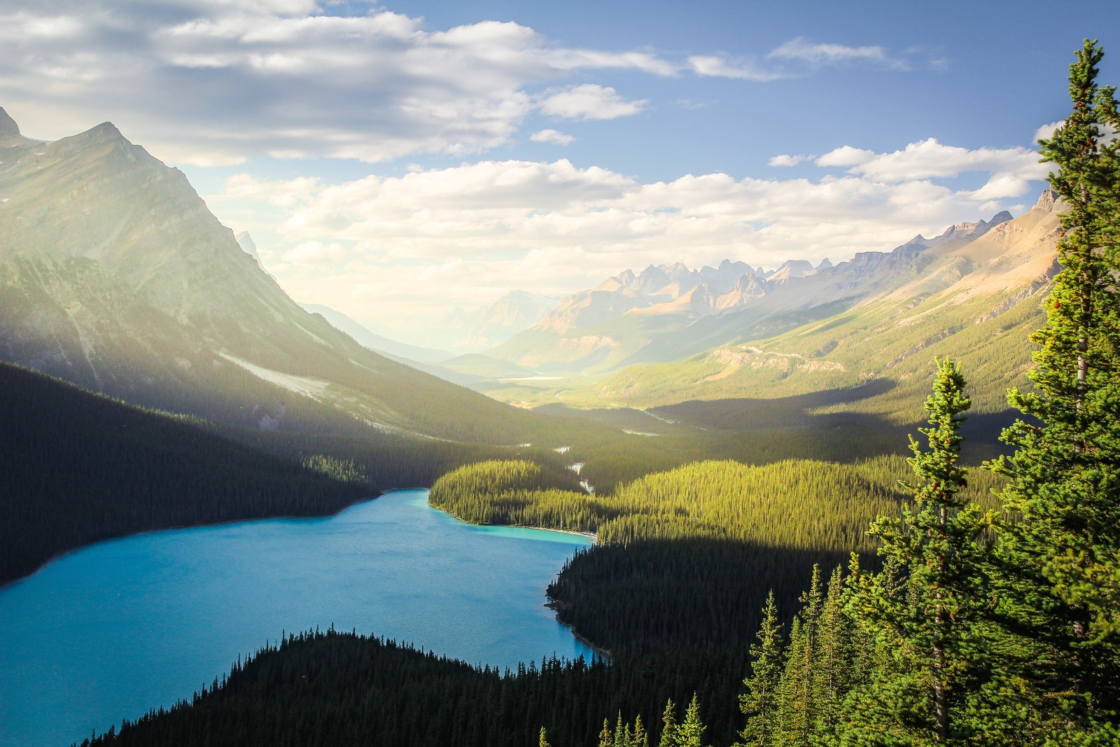 banff national park, peyto lake, canadian rockies, mountains, forest wallpaper