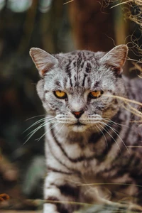 Close-up de um gato malhado com olhos amarelos marcantes e bigodes proeminentes, exibindo seus padrões de pelagem únicos e uma expressão inquisitiva.