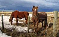 Two mustang horses stand in a pasture, one grazing on snow-covered ground, with a stormy sky in the background.