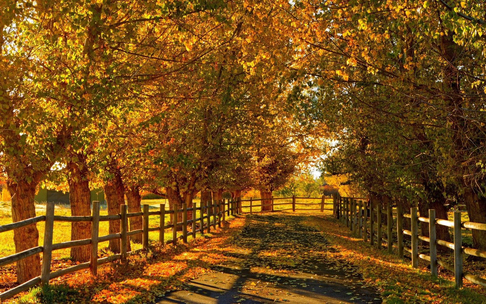 Lade baum, natur, blatt, herbst, laubabwerfend Hintergrund herunter