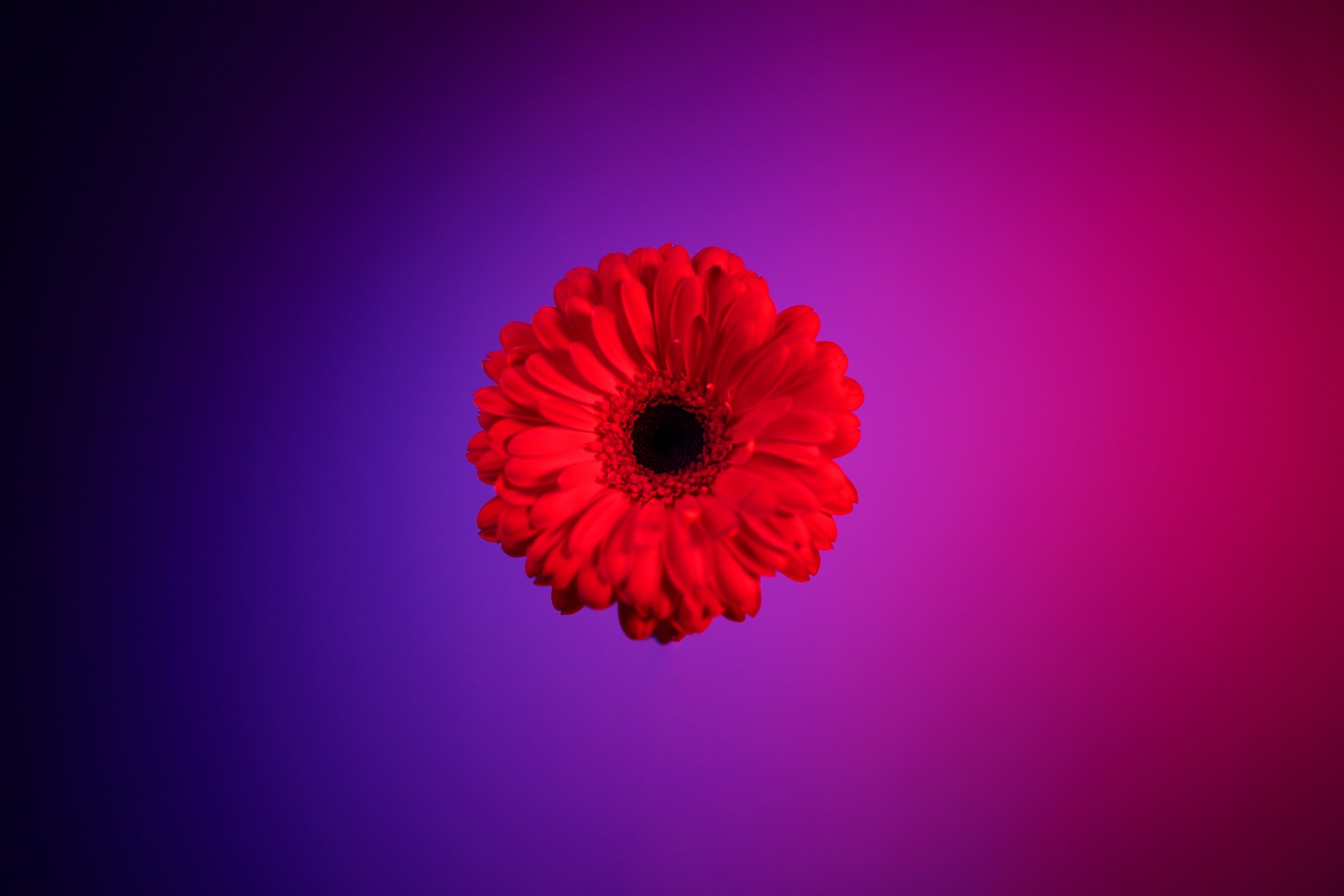 Flor roja árabe en un fondo púrpura y azul (gerbera roja, flor gerbera, flor roja, margarita roja, fondo degradado)