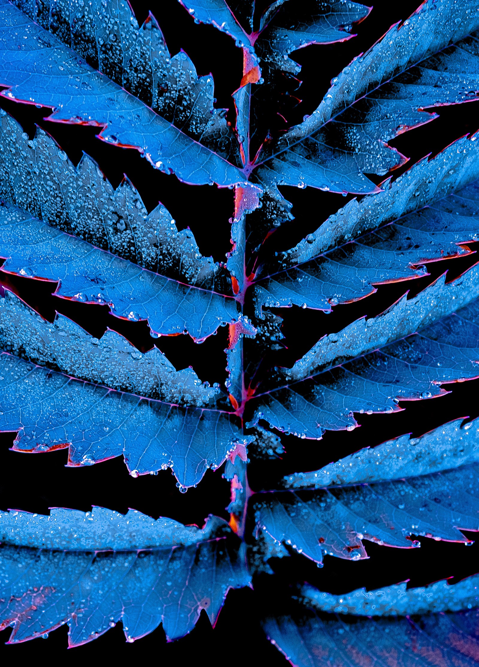 Vue d'une plante bleue avec des feuilles rouges et violettes sur un fond noir (feuille, bleu, plante, arbre, usine)