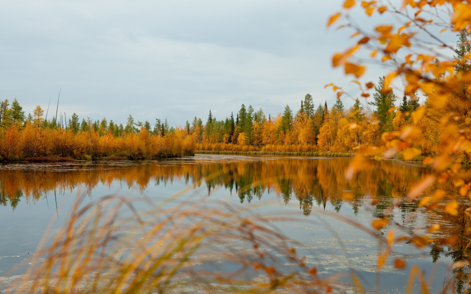 Aussicht auf einen see mit einigen bäumen im hintergrund (reflexion, teich, natur, blatt, naturschutzgebiet)