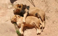 Masai-Löwen in zärtlicher Umarmung im Zoo