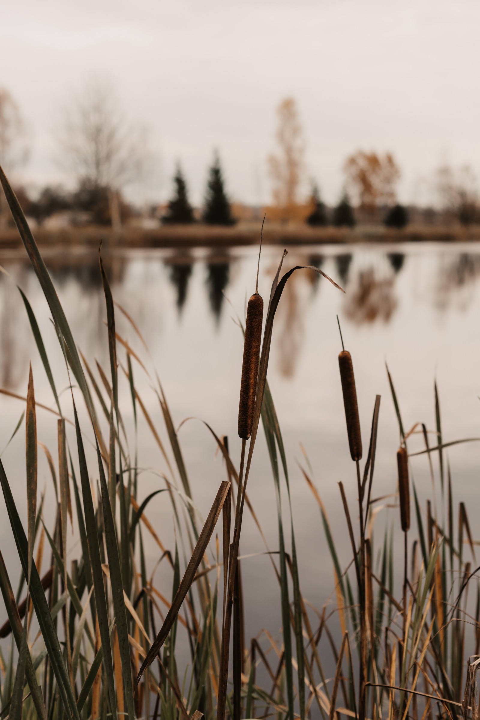 Il y a des grandes herbes près de l'eau (marais, lac, eau, arbre, famille des graminées)