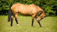 A mare grazing peacefully in a lush green pasture, reflecting the beauty of the grassland ecosystem.