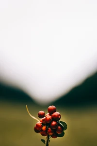 Cluster of Red Rowan Berries Against a Soft Focus Background