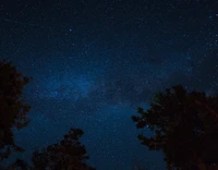 Starry Night Sky Over Silhouetted Trees