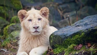 Cachorro de león blanco descansando en medio de la naturaleza