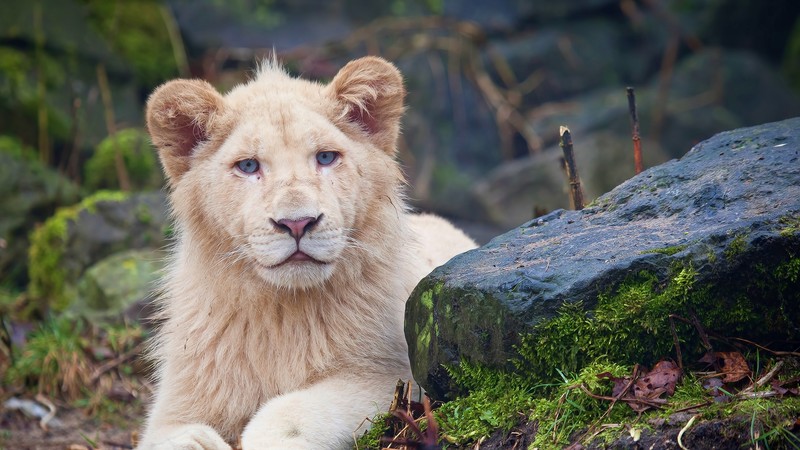 Белый лев лежит на земле рядом со скалой (кот, лев, felidae, большая кошка, белый лев)