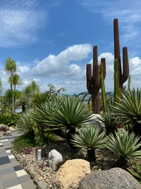 végétation, broussaille, jardin botanique, palmiers, paysage