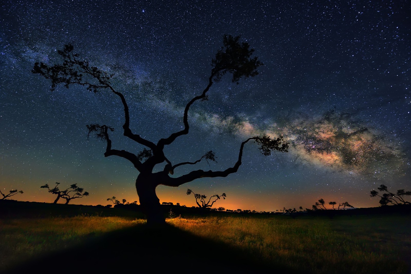 Ein baum auf einem feld mit der milchstraße im hintergrund (milchstraße, galaxie, stern, universum, astronomie)