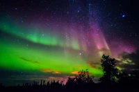 Aurore boréale vibrante illuminant un ciel nocturne d'hiver au-dessus des arbres silhouettés.