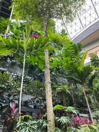 Oasis botánica exuberante con diversas palmeras y vegetación vibrante en un entorno de jardín moderno.