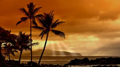 Pôr do sol tropical sobre o mar com palmeiras silhuetadas contra um céu laranja