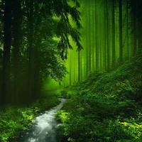 Forêt verte mystique avec des arbres luxuriants et un ruisseau doux