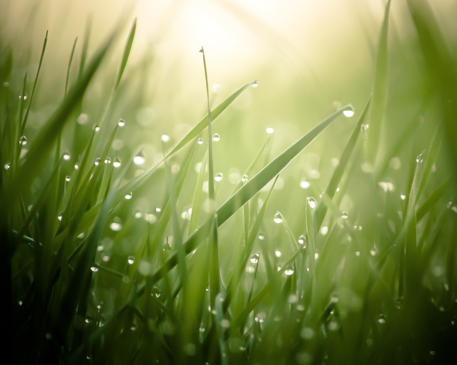 Nahaufnahme von gras, das mit wassertropfen bedeckt ist (bokeh, gras, natur, regentropfen, sonnenschein)