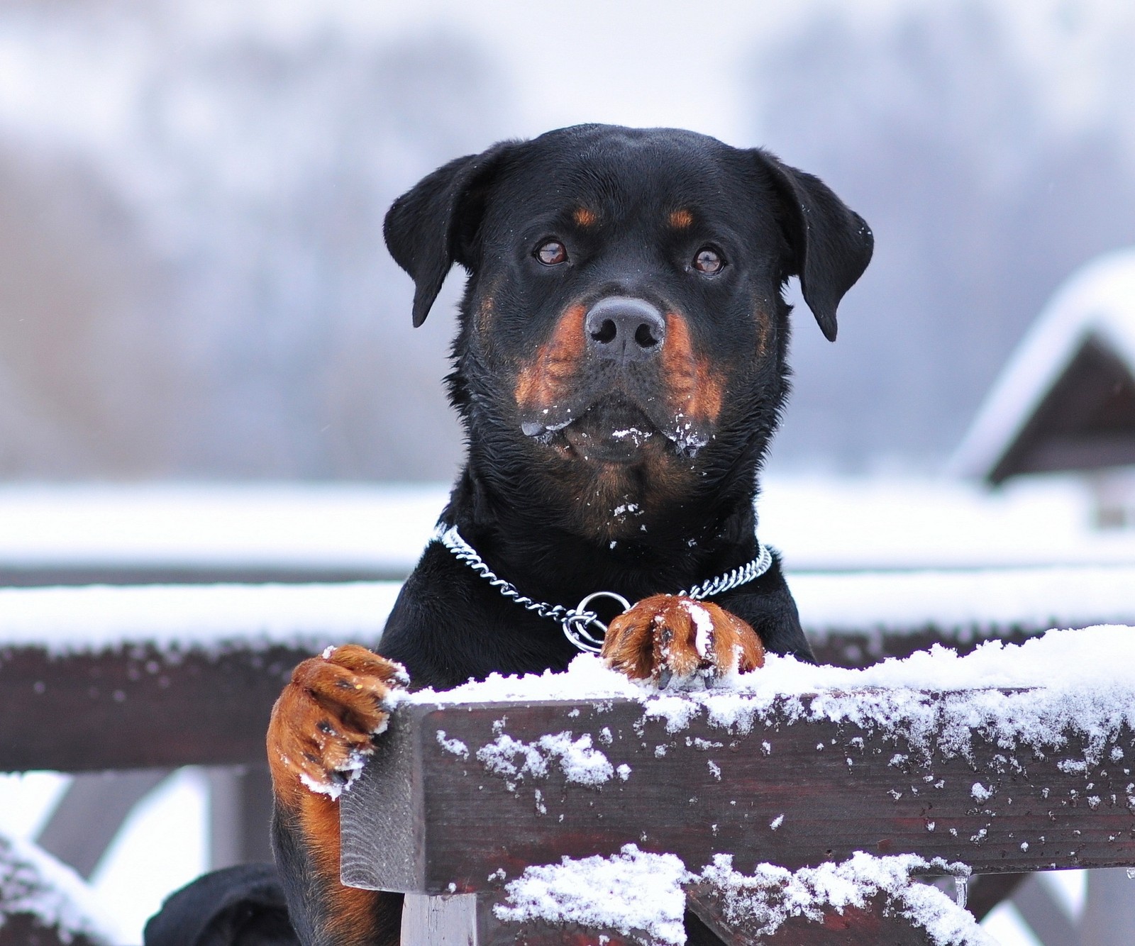 Es gibt einen hund, der auf einer bank im schnee sitzt (niedlich, hund)