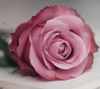 lindo, sentimientos, amor, rosa