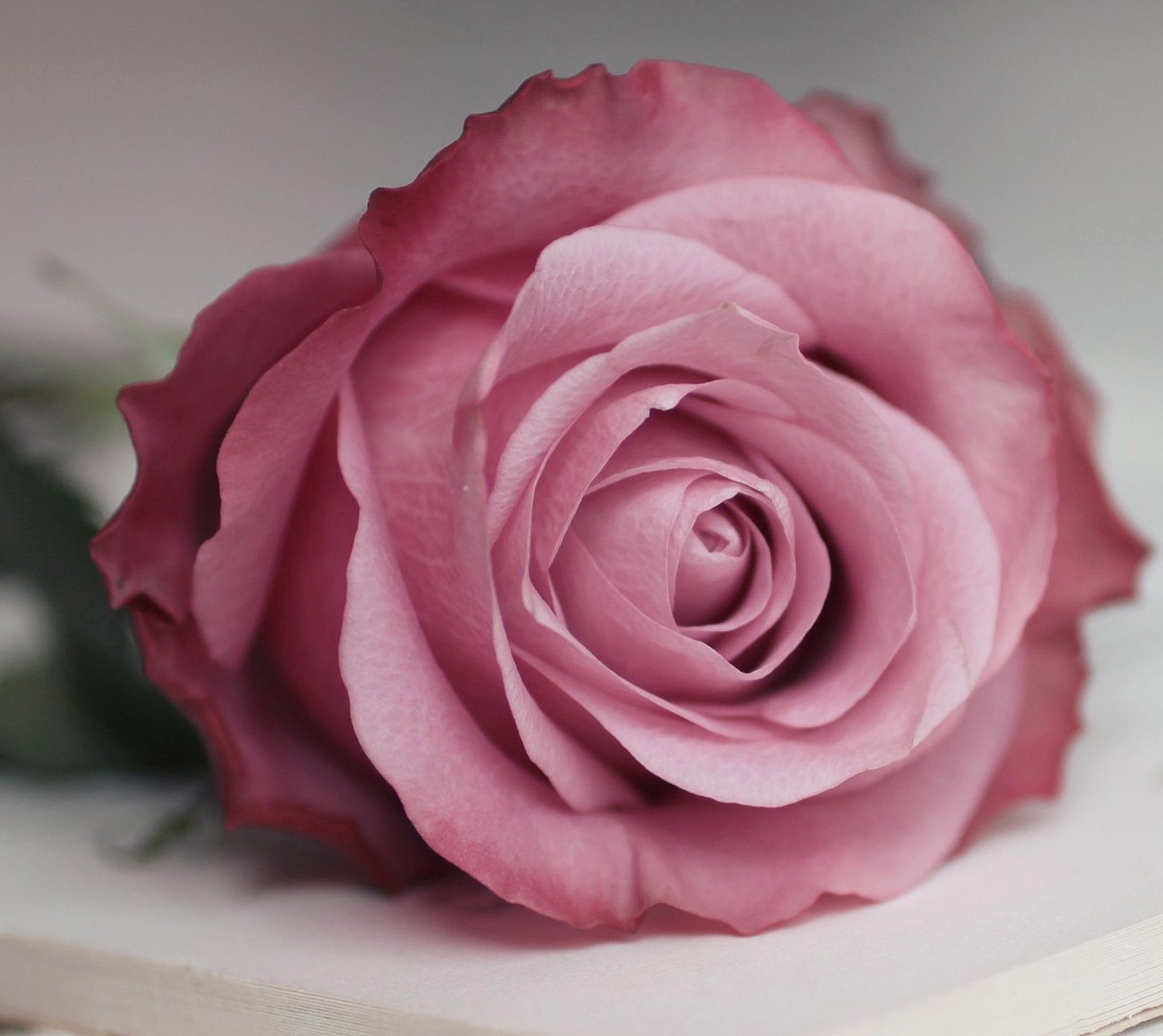 Hay una rosa rosa sobre un libro en una mesa (lindo, sentimientos, amor, rosa)