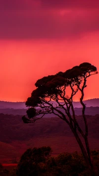 Arbre en silhouette contre un coucher de soleil ardent au Sri Lanka