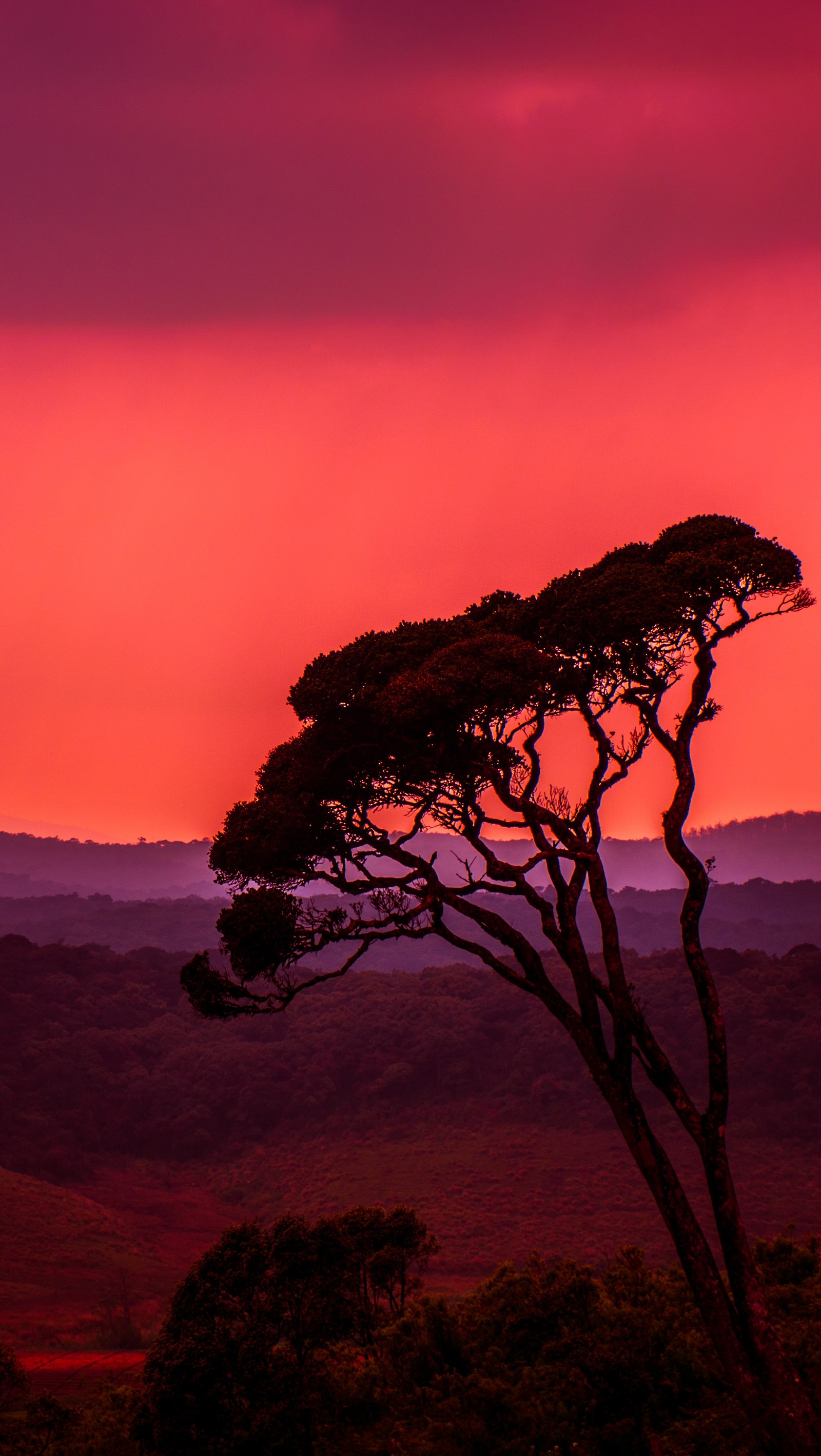 There is a lone tree in the foreground of a red sky (ajcorera, iphone7, nature, red, sky)