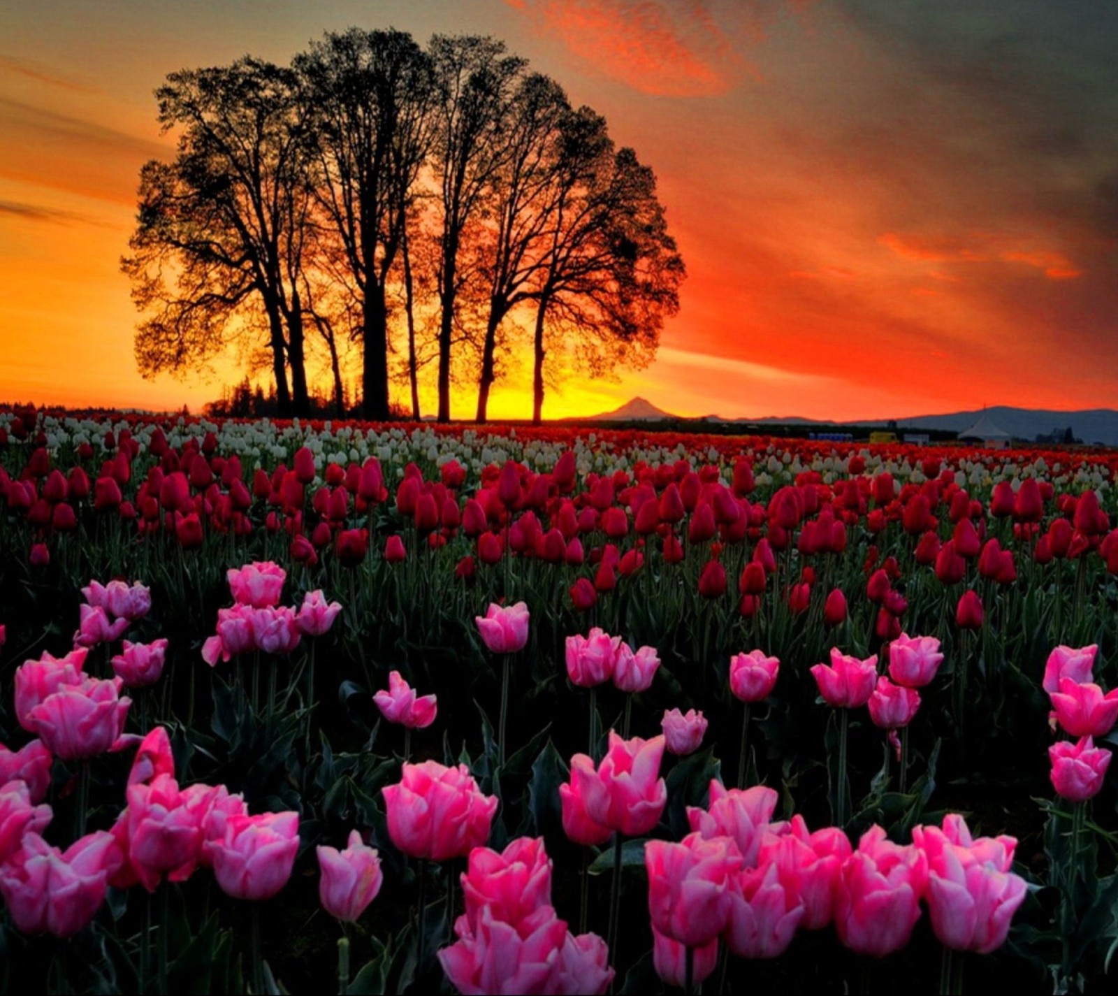 Eine gruppe von bäumen auf einem feld mit rosa tulpen bei sonnenuntergang (blumen, himmel, sommer, sonnenuntergang)