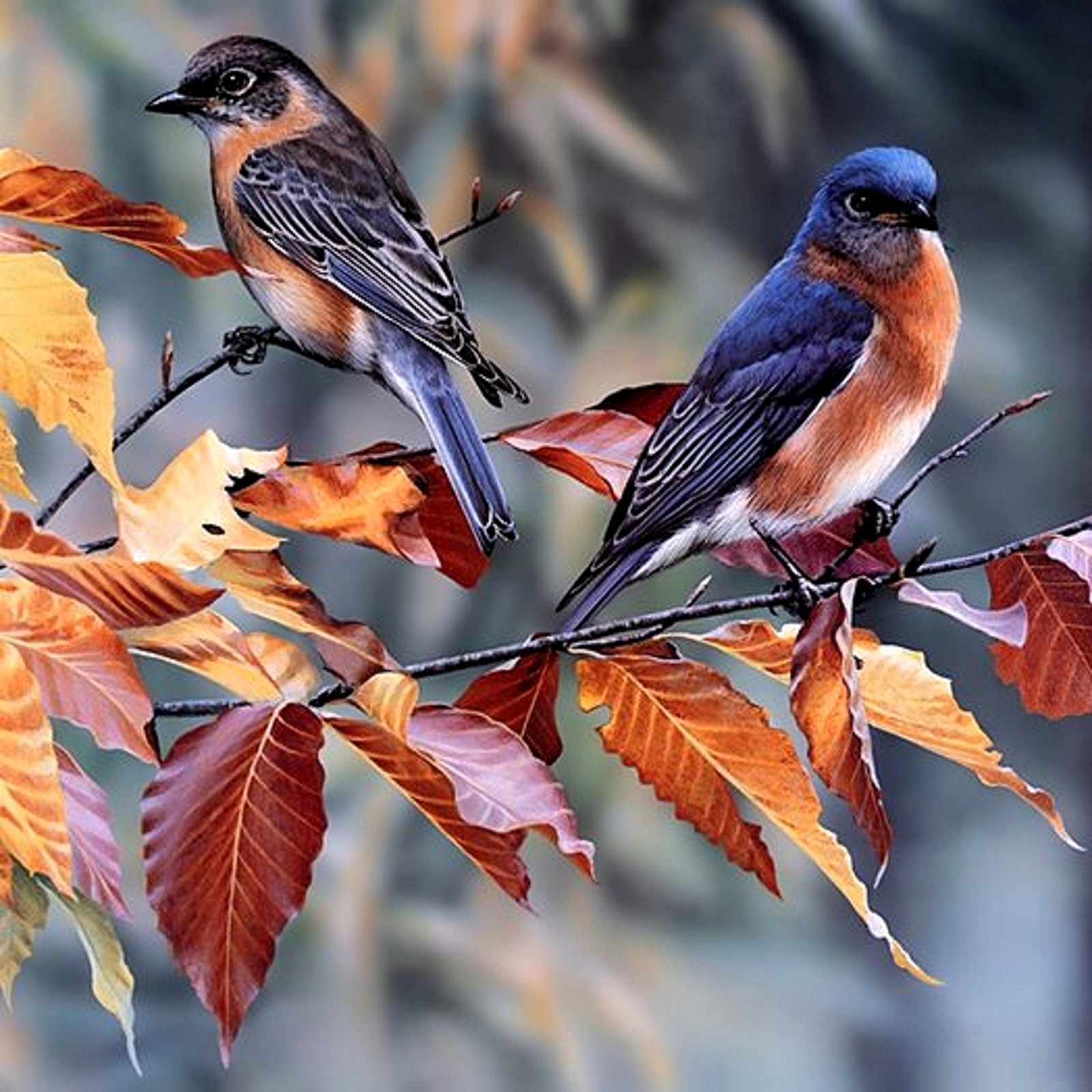 beautiful, birds Download Wallpaper