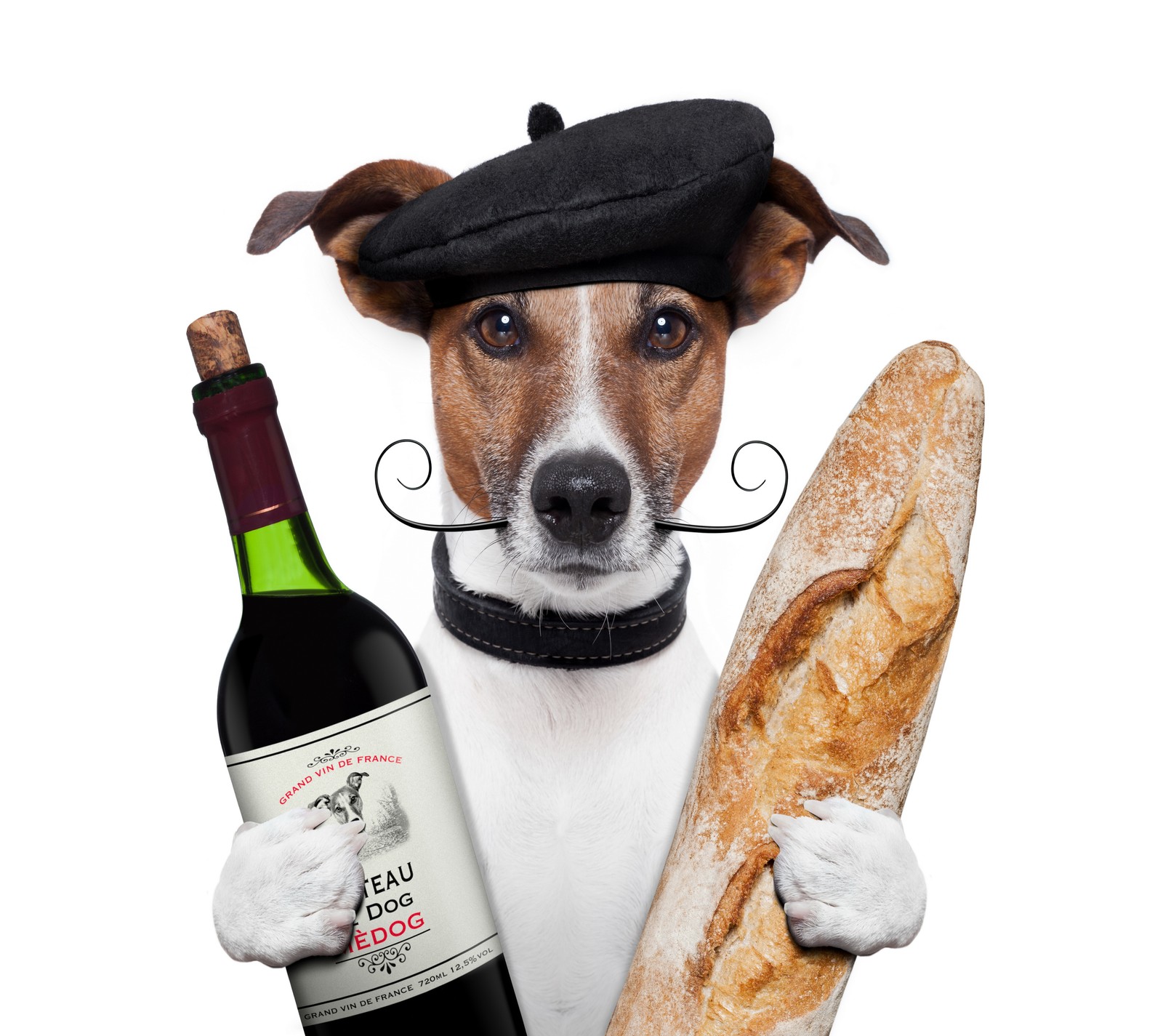 Perro editado sosteniendo una botella de vino y una baguette (abej, beograd, perro, jack russell, amor)